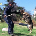 Proteccion : Pastor Aleman : Entrenamiento