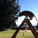 Entrenamiento Pastor Aleman